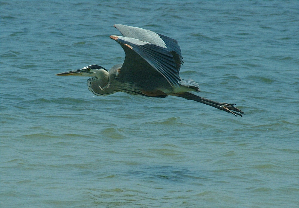 (09) Dscf5267 (great blue heron).jpg   (1000x698)   256 Kb                                    Click to display next picture